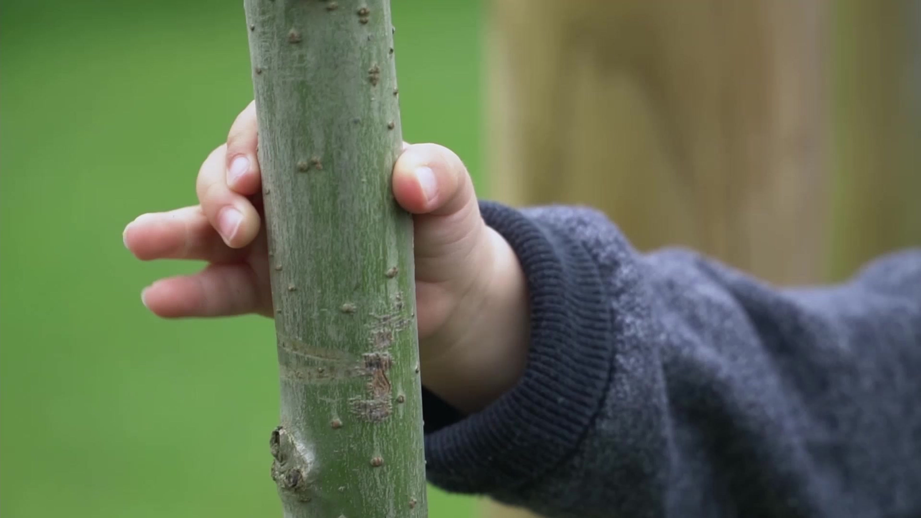 Une Naissance Un Arbre